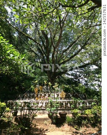 聖樹與祈禱壇:東南亞神秘的聖地景觀 聖樹與祈禱壇:東南亞神秘的聖地景觀 142557631