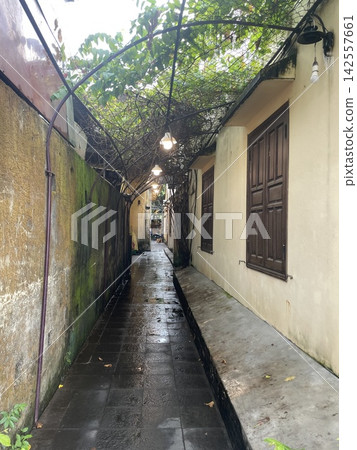雨後街角的步行小徑，兩側是長滿青苔的牆壁和植物拱門。 142557661