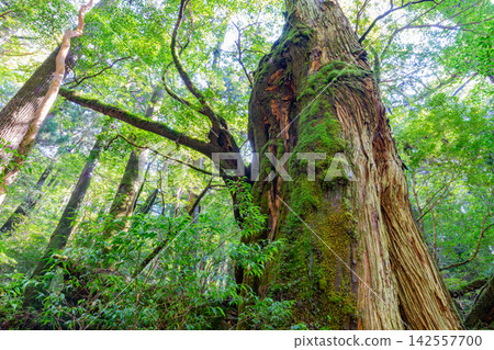 Yakushima Yakusugi Land, Yakusugi Forest (Autumn) Yakushima Yakusugi Land, Yakusugi Forest (Autumn) 142557700