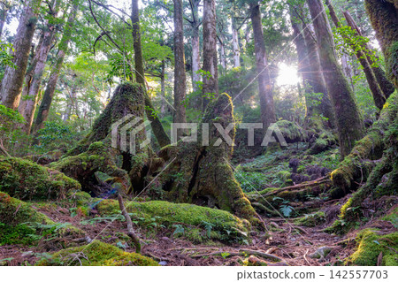 Yakushima Yakusugi Land, Yakusugi Forest (Autumn) Yakushima Yakusugi Land, Yakusugi Forest (Autumn) 142557703