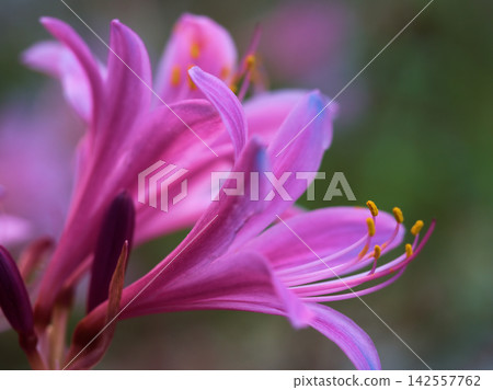 石蒜那嬌嫩的淡紫色花朵在炎熱潮濕的九月盛開。 142557762