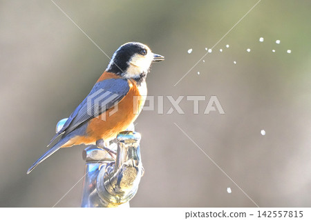 A Varied Tit squirting tap water 142557815