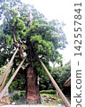 Tamawakasu-no-Mikoto Shrine, Yaosugi Cedar, Natural Monument, Okinoshima Island, Dogo Island, Okinoshima Town, Shimane Prefecture Tamawakasu-no-Mikoto Shrine, Yaosugi Cedar, Natural Monument, Okinoshima Island, Dogo Island, Okinoshima Town, Shimane Prefecture 142557841