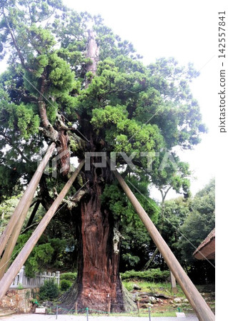 島根縣沖之島町道後島沖之島天然紀念物八佰杉命神社 島根縣沖之島町道後島沖之島天然紀念物八佰杉命神社 142557841