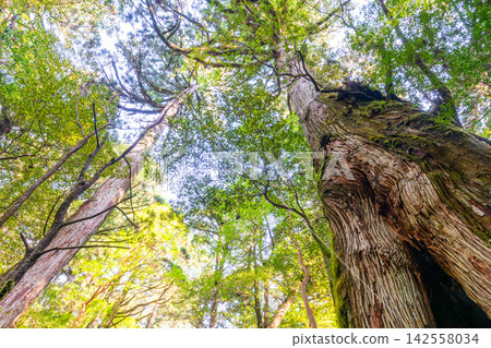 Yakushima Yakusugi Land, Yakusugi Forest (Spring) Yakushima Yakusugi Land, Yakusugi Forest (Spring) 142558034