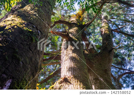 Yakushima Yakusugi Land, Yakusugi Forest (Spring) Yakushima Yakusugi Land, Yakusugi Forest (Spring) 142558052