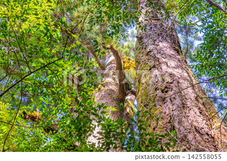Yakushima Yakusugi Land, Yakusugi Forest (Spring) Yakushima Yakusugi Land, Yakusugi Forest (Spring) 142558055