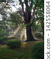 A forest of fresh green leaves bathed in the morning sun 142558064