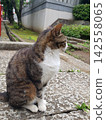 A cat that has taken up residence in a shrine 142558065