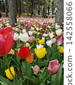 A park full of tulips 142558066