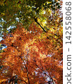 Autumn leaves trees 142558068