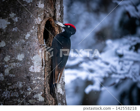 A black woodpecker near its nest in a snowy Hokkaido forest. 142558218