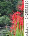 Clusters of spider lilies that color the autumn landscape 142558310