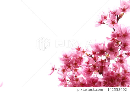 櫻桃花瓣 櫻桃花瓣 142558492
