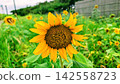 Sunflowers blooming brightly under the summer sky 142558723