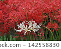 A beautiful autumn scene with clusters of red spider lilies contrasting with white ones. 142558830