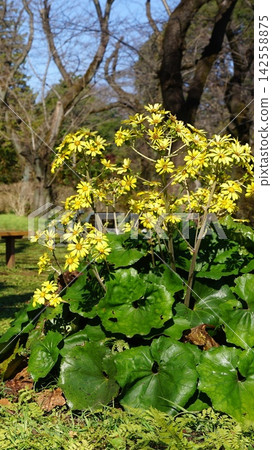 沐浴在冬日陽光下的黃色花朵;十二月盛開,調布726,日本遠志(Farfugium japonicum),菊科,金台植物園 V9.16 沐浴在冬日陽光下的黃色花朵;十二月盛開,調布726,日本遠志(Farfugium japonicum),菊科,金台植物園 V9.16 142558875