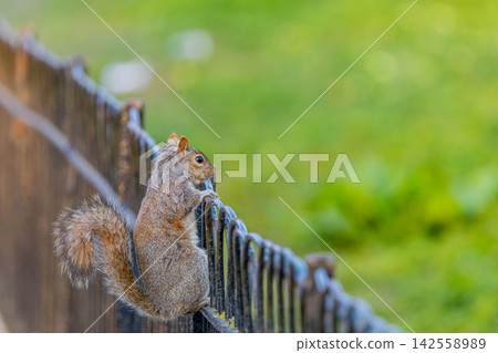 Squirrel climbing a fence Squirrel climbing a fence 142558989