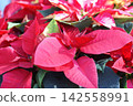 Brightly colored Christmas poinsettias 142558991