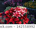 A winter flower shop with poinsettias and pansies on display. 142558992