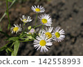 The pretty white flowers of the fleabane blooming in the field 142558993