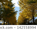 Autumn ginkgo trees stretching towards the blue sky 142558994
