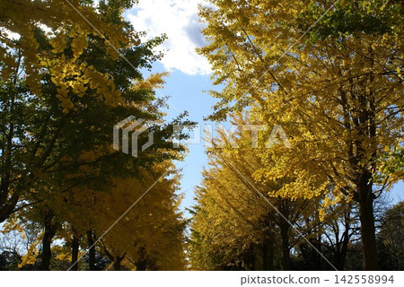 Autumn ginkgo trees stretching towards the blue sky Autumn ginkgo trees stretching towards the blue sky 142558994