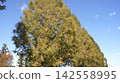 A row of towering trees against the autumn sky and the blue sky. 142558995
