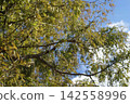 Autumn branches and leaves spread across the blue sky, dappled with sunlight. 142558996