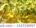 Yellow ginkgo leaves translucent in the sunlight against a lush green background. 142558997