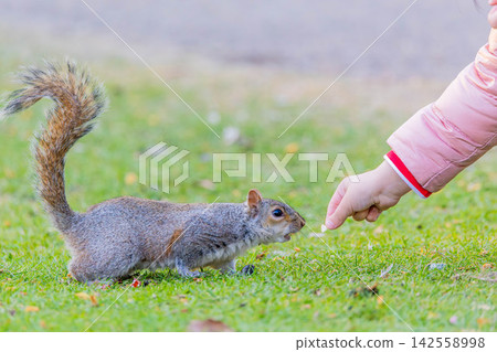 Feeding squirrels Feeding squirrels 142558998