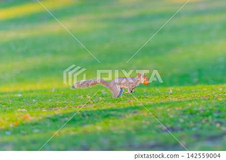 Running squirrel Running squirrel 142559004