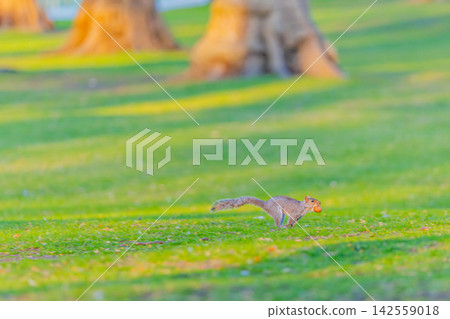 Running squirrel Running squirrel 142559018