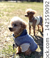 一隻穿著衣服的玩具貴賓犬在公園的草地上曬太陽。 142559092