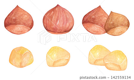 Illustration of chestnut drawn in watercolor 142559134