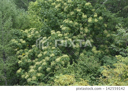 北海道山地森林景觀中盛開的七葉樹(Kalopanax septemlobus)的樹冠。 北海道山地森林景觀中盛開的七葉樹(Kalopanax septemlobus)的樹冠。 142559142