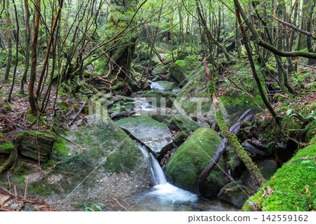 Yakushima Shiratani Unsuikyo Gorge: Moss-covered valley (Autumn) Yakushima Shiratani Unsuikyo Gorge: Moss-covered valley (Autumn) 142559162