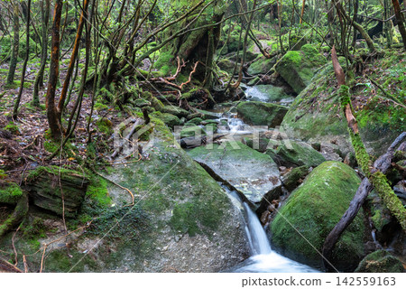 Yakushima Shiratani Unsuikyo Gorge: Moss-covered valley (Autumn) Yakushima Shiratani Unsuikyo Gorge: Moss-covered valley (Autumn) 142559163
