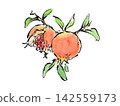 An illustration of pomegranates growing on a tree, drawn in a picture postcard style using a brush pen and watercolors. 142559173