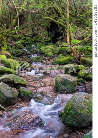 屋久島白谷雲水峽：長滿青苔的溪流（秋季） 142559183
