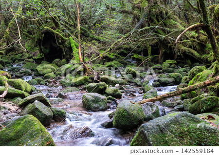 屋久島白谷雲水峽：長滿青苔的溪流（秋季） 142559184
