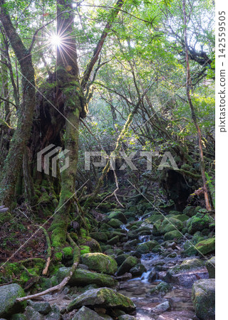 Yakushima Shiratani Unsuikyo Gorge: Sunlight filtering through the trees and the stream (Autumn) Yakushima Shiratani Unsuikyo Gorge: Sunlight filtering through the trees and the stream (Autumn) 142559505