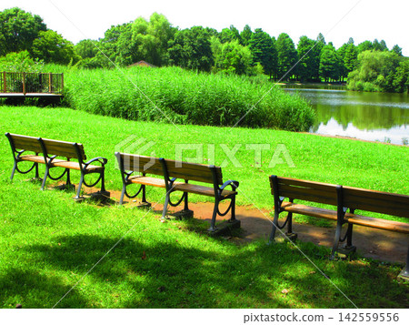 Scenery with a bench in Toneri Park (Adachi-ku, Tokyo) Scenery with a bench in Toneri Park (Adachi-ku, Tokyo) 142559556
