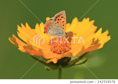 A small copper butterfly sipping nectar from a yellow flower. A small copper butterfly sipping nectar from a yellow flower. 142559578