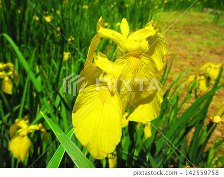 Various scenes of Toneri Park (photographed in 2026) 142559758