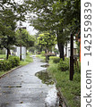 A lush green walking path with puddles formed by the rain. 142559839