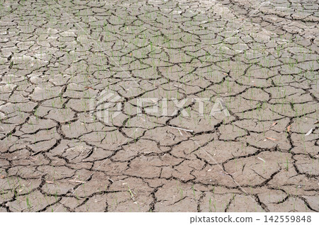 Cracked soil surface of rice field in rural Thailand. El Nino changes weather patterns and can disrupt the usual planting season. Cracked soil surface of rice field in rural Thailand. El Nino changes weather patterns and can disrupt the usual planting season. 142559848