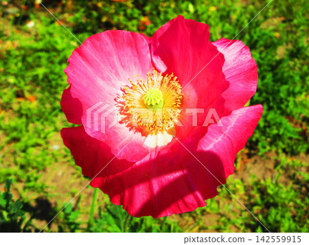 Poppy flowers and a blue sky in Toneri Park, Tokyo Metropolitan Park. Poppy flowers and a blue sky in Toneri Park, Tokyo Metropolitan Park. 142559915