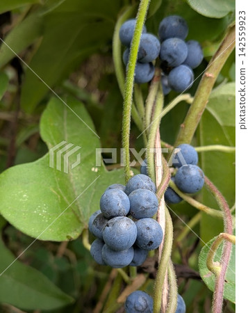 Wild grapes ripening in the field – a scene of early autumn. Wild grapes ripening in the field – a scene of early autumn. 142559923