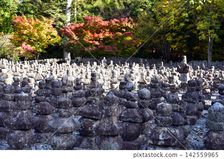 Autumn in the eastern part of Lake Biwa: Injoji Temple Autumn in the eastern part of Lake Biwa: Injoji Temple 142559965
